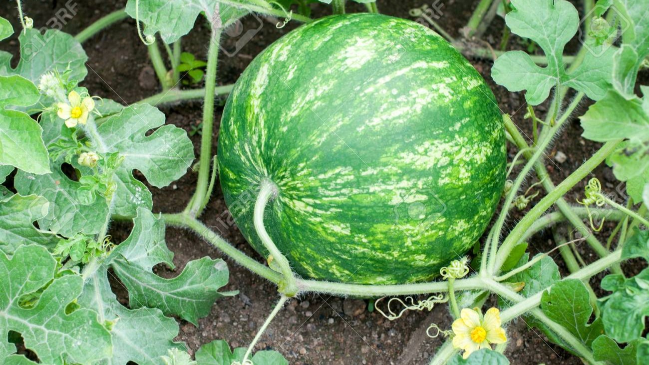 Watermelon plant with blossoms in a garden